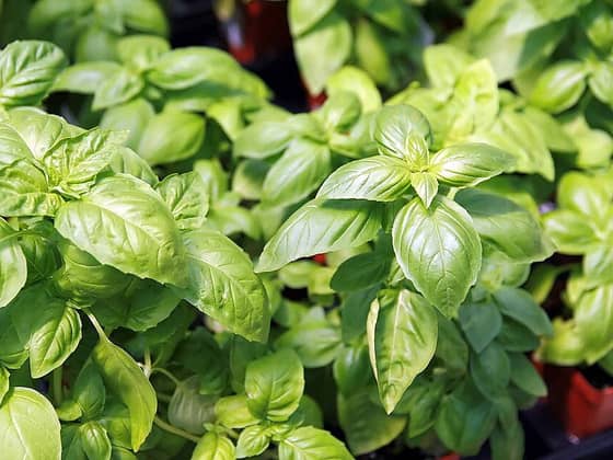 Basil