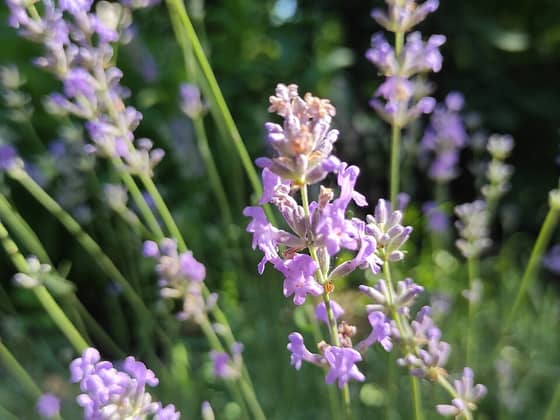 Lavender