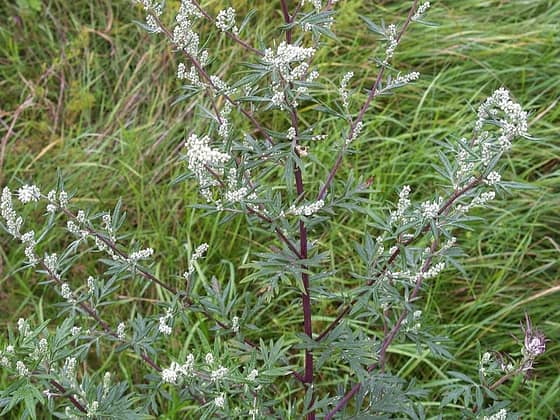 Mugwort