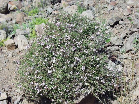 Thyme