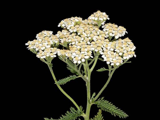 Yarrow